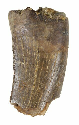 Partial Tyrannosaur Tooth - Montana #52691